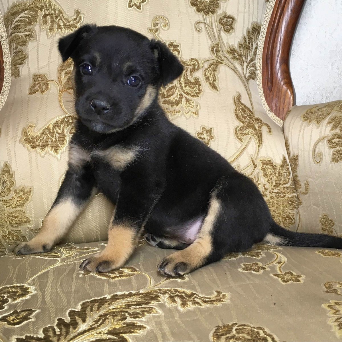 Имена для собак мальчиков дворняжек