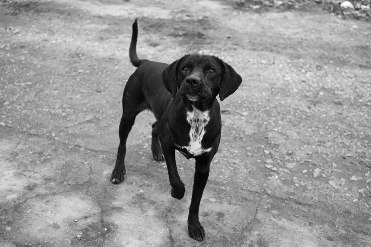 Дворняжка черно белая