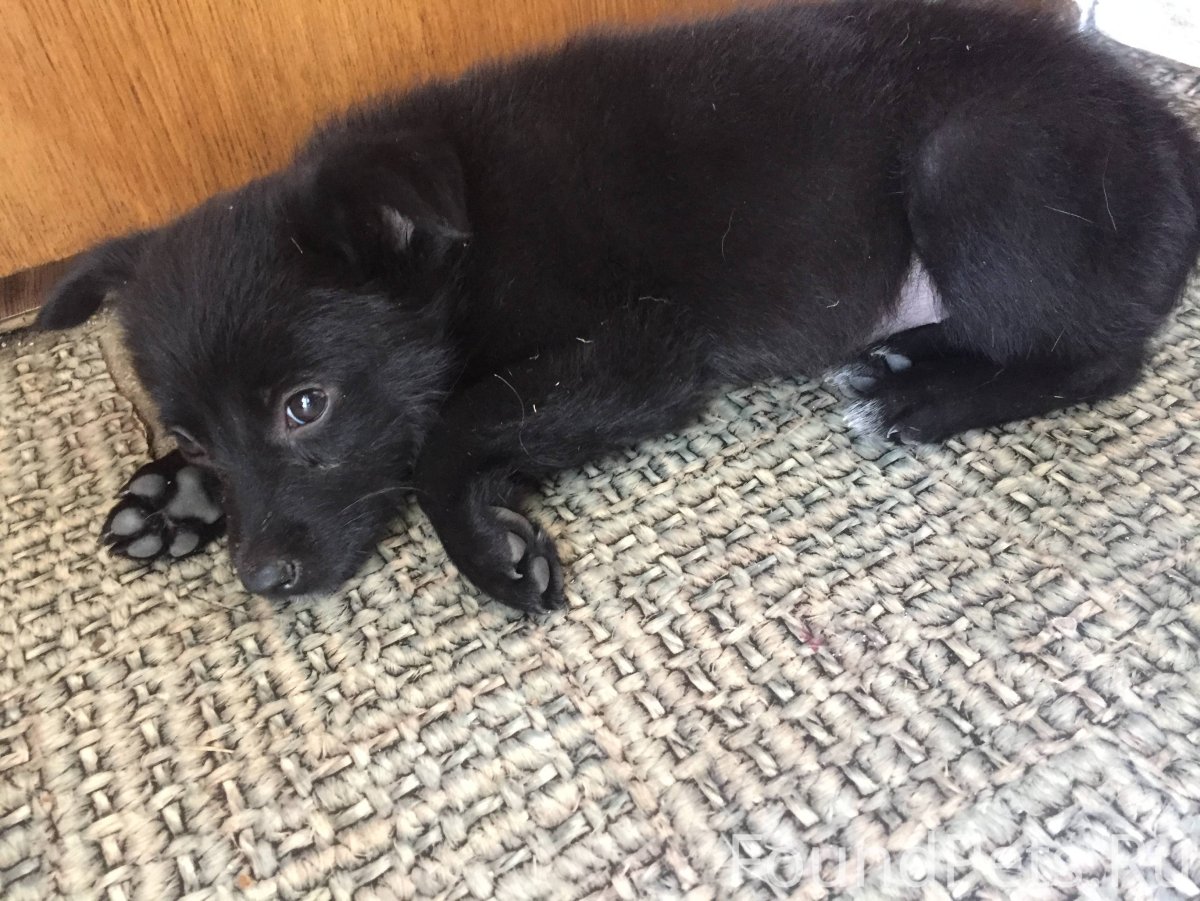 Черный щенок дворняжки