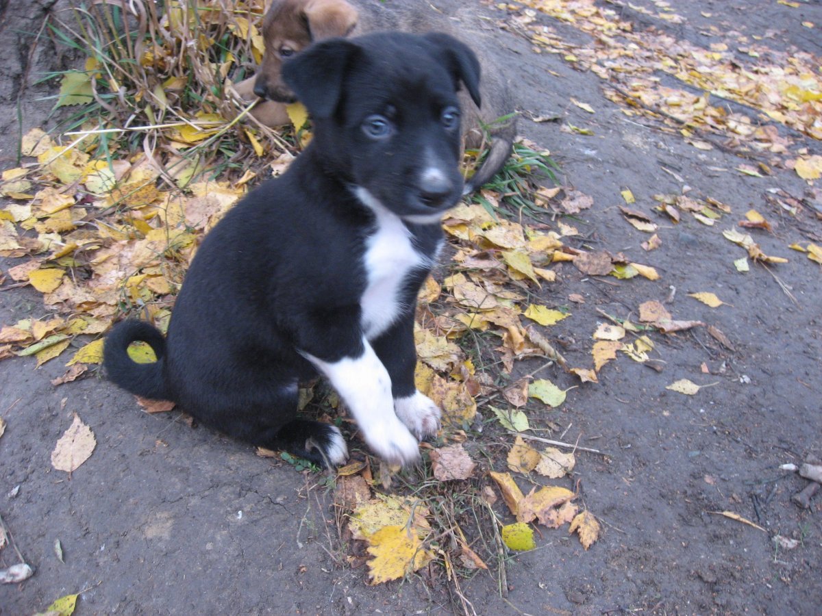 Щенок дворняжки 3 месяца