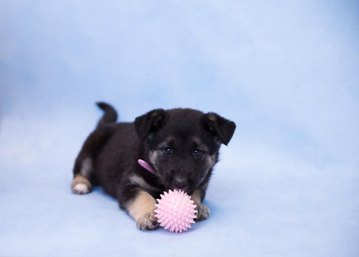 Щенок дворняжки 1 месяц