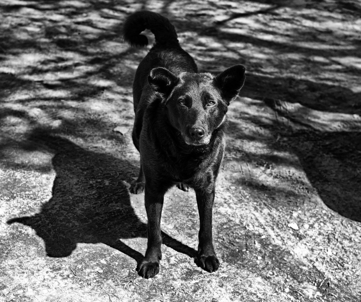 Черная собачка дворняжка