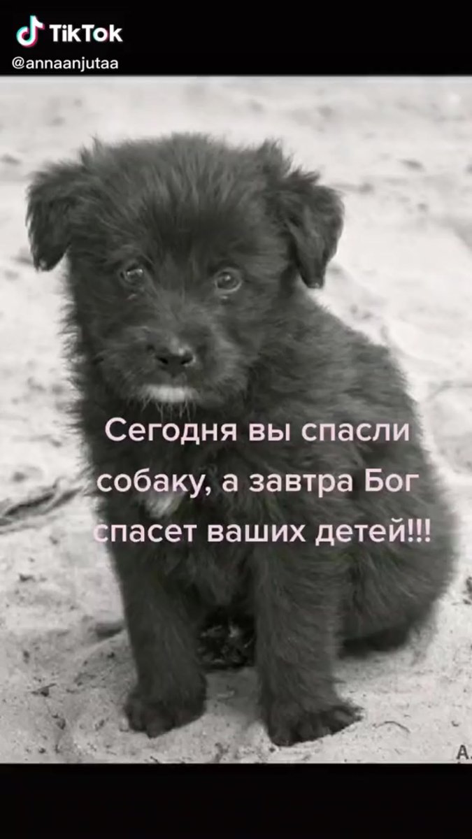 Щенок черный пушистый дворняга