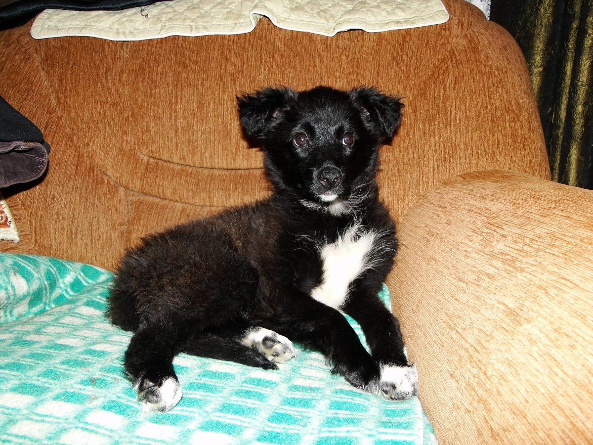 Черная маленькая собачка дворняжка