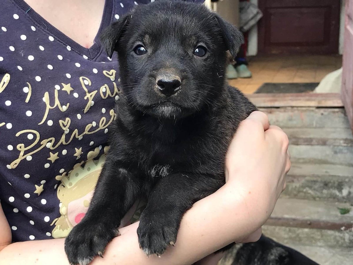 Имена для собак мальчиков дворняжек