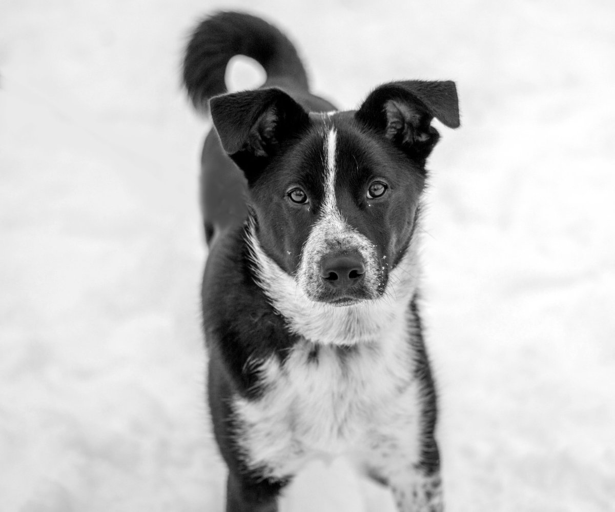 Бело черная собака дворняга