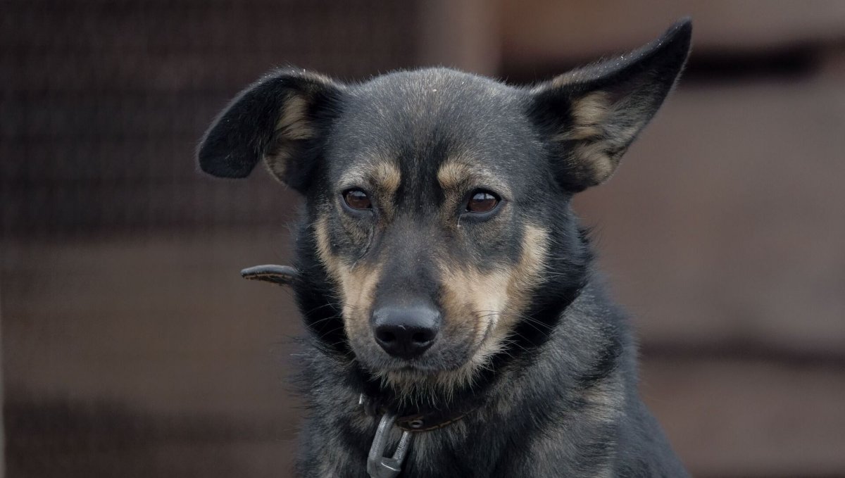 Крутые дворняжки