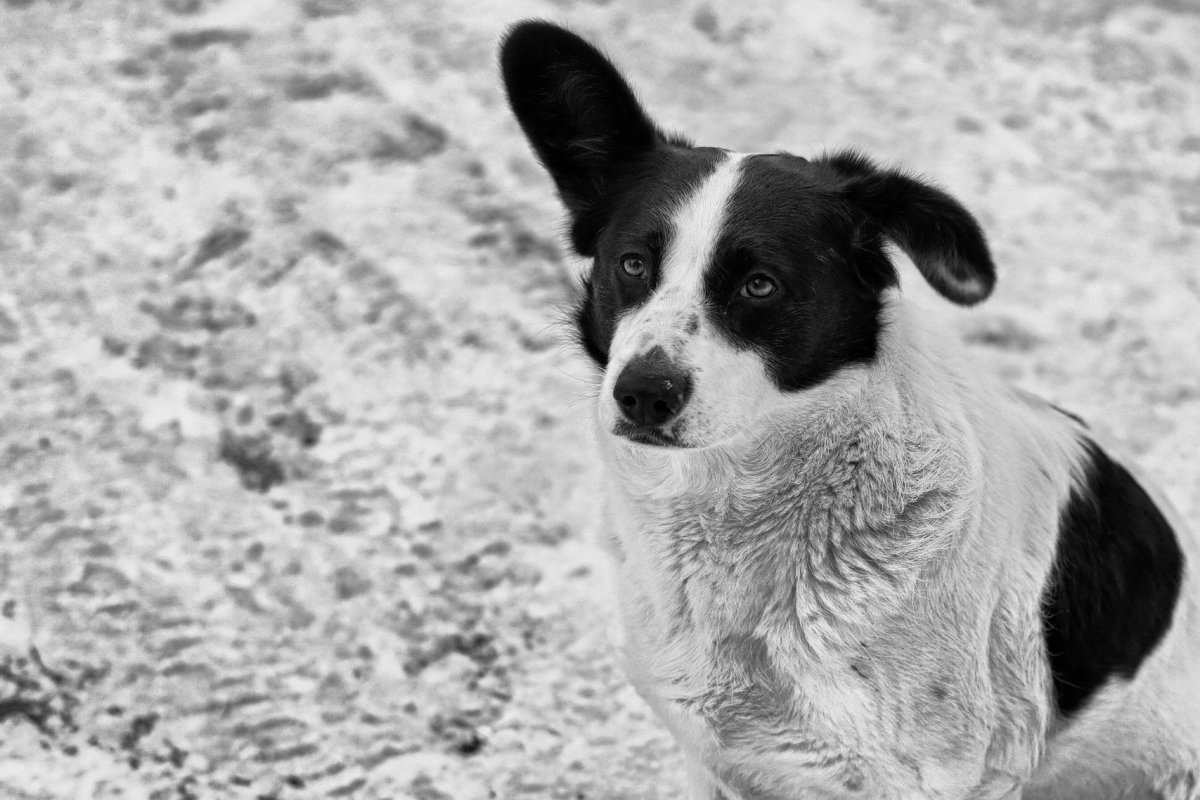 Щенок дворняжки чёрное белый