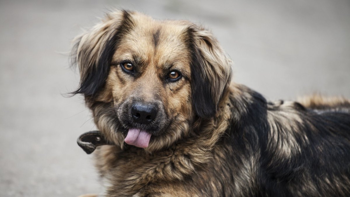 Бездомные животные обои