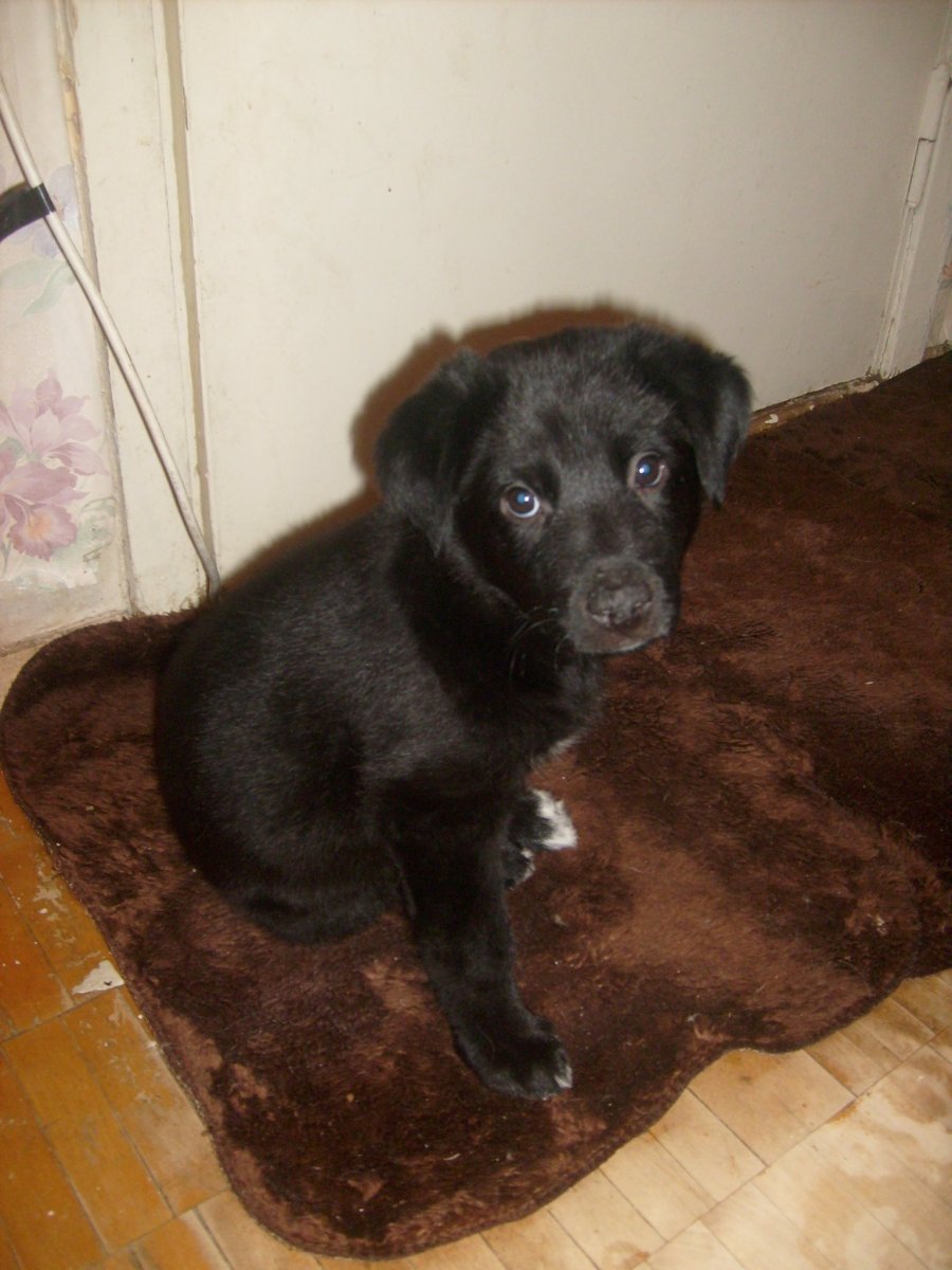 Метис лабрадора и дворняги