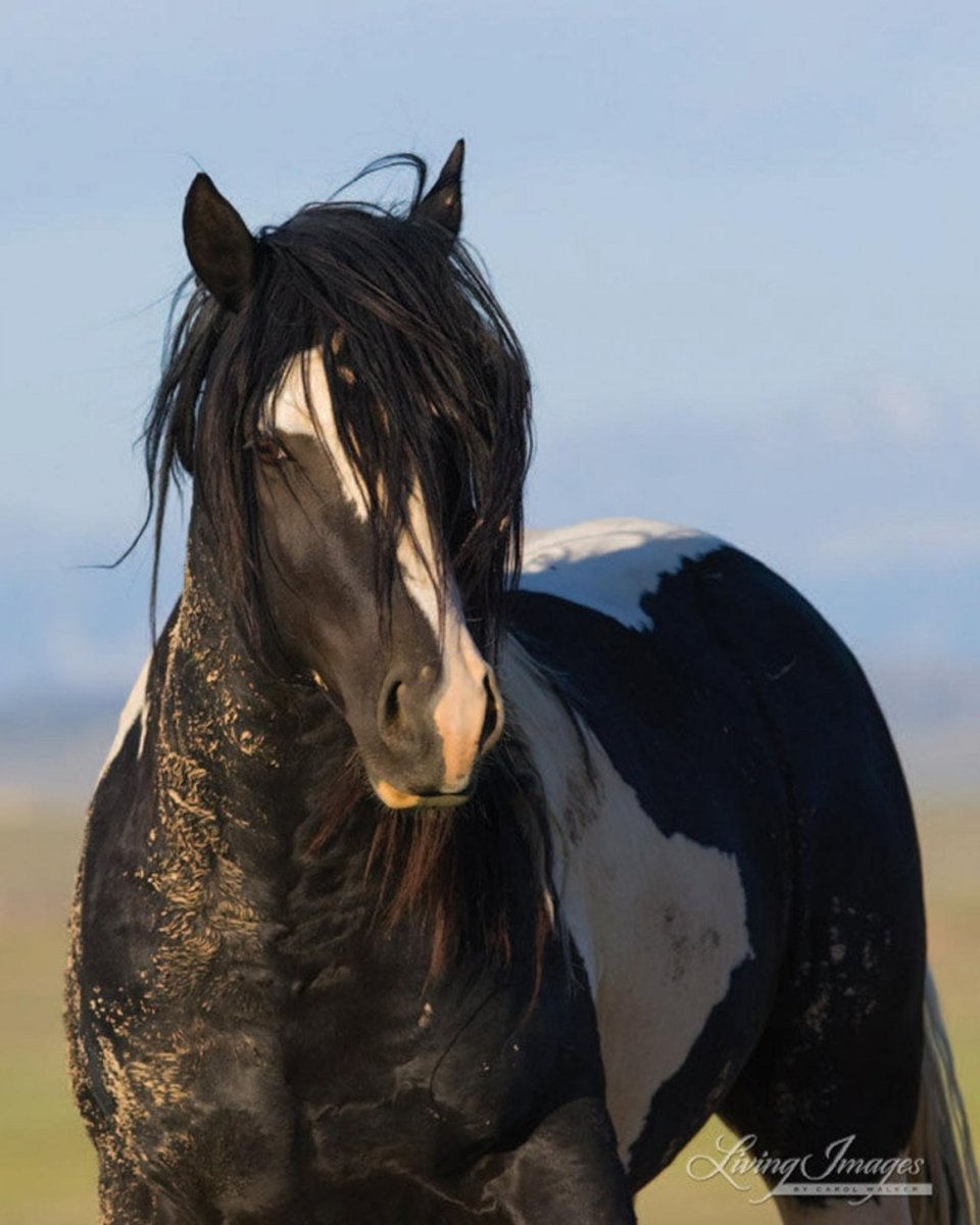 Американский Мустанг лошадь