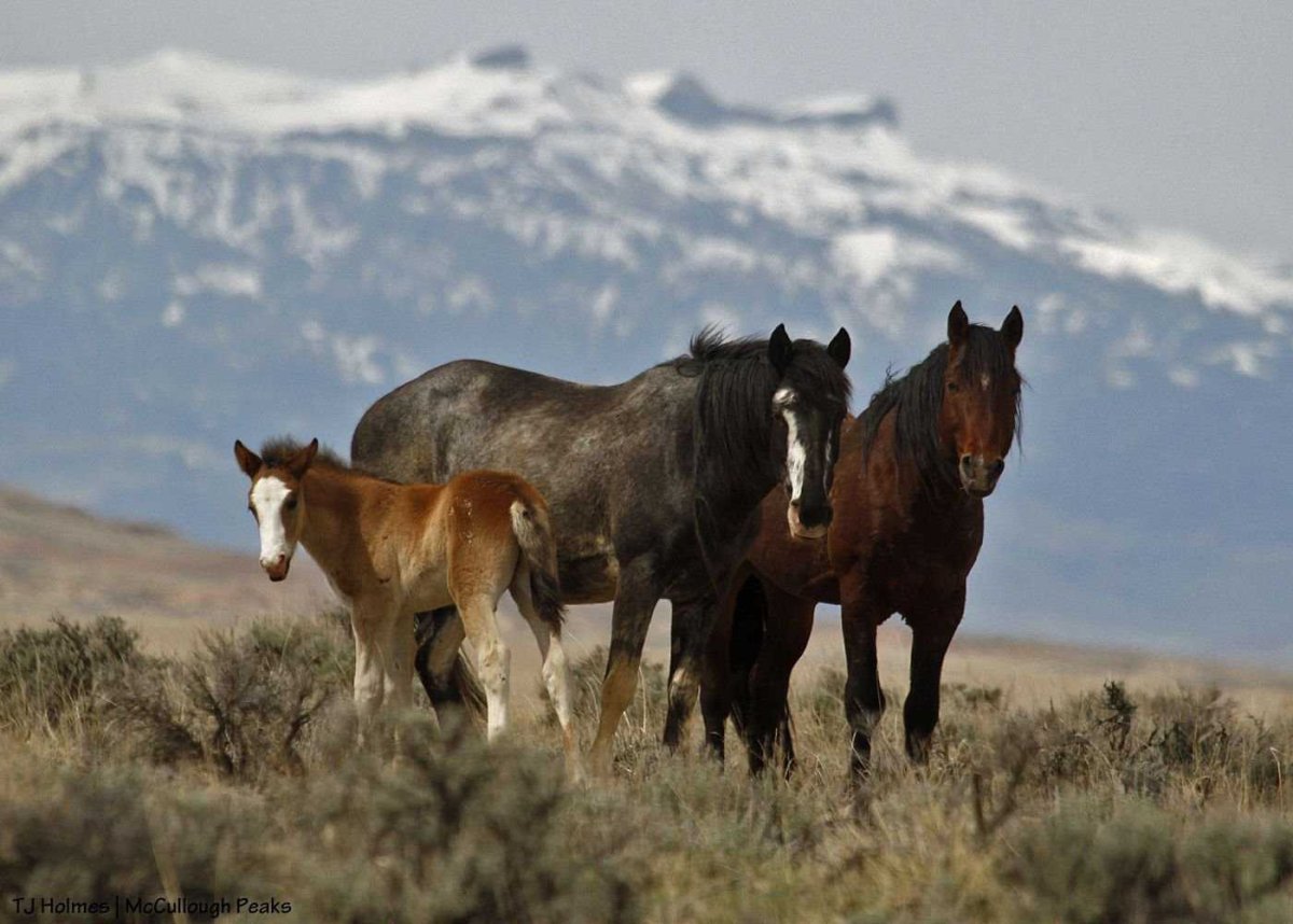 Дикие Мустанги Америки