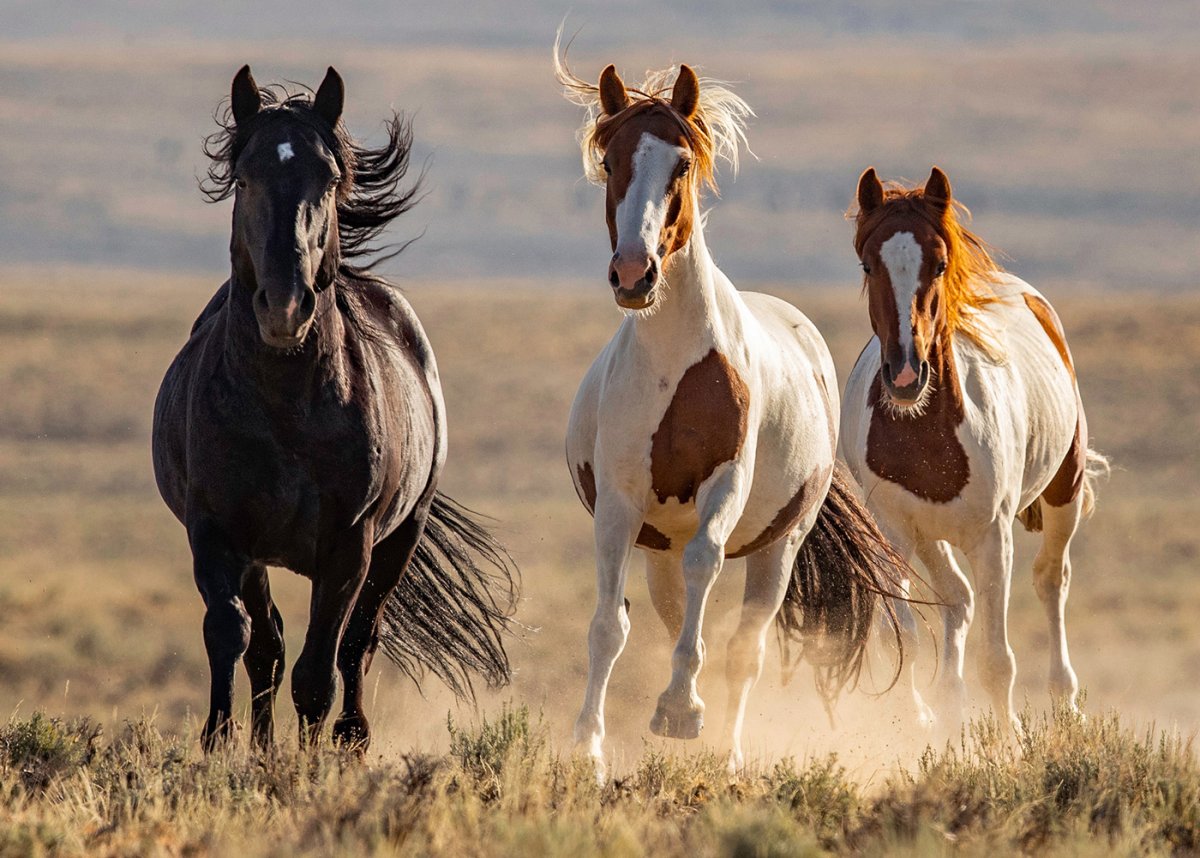 Мир животных дикий лошадей