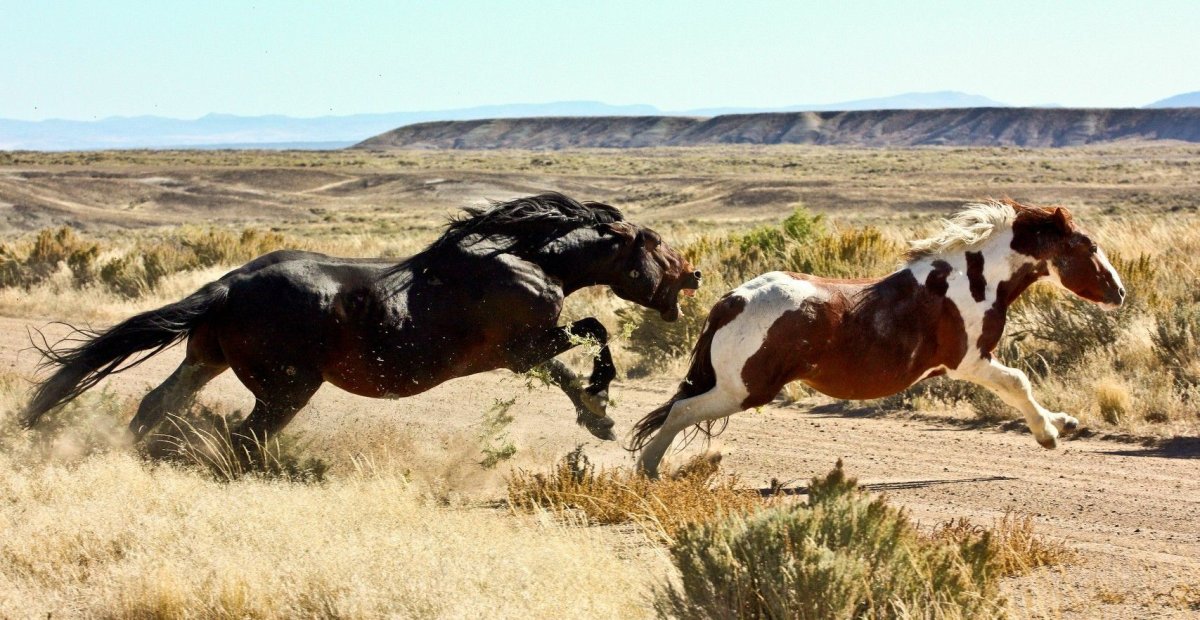 Эл-ойы объезжание лошадей