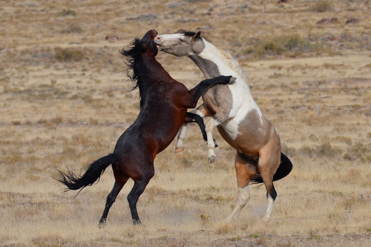 Мустанги лошади в дикой природе