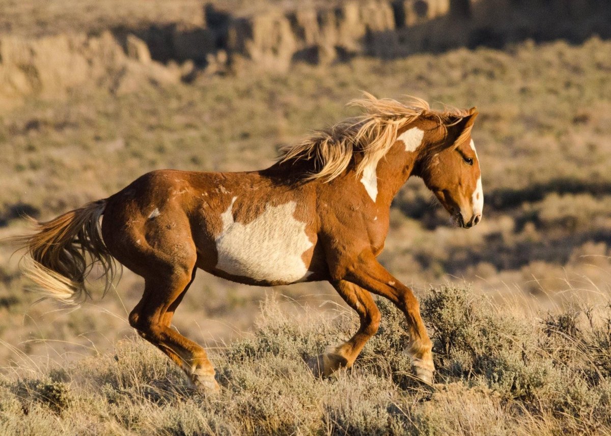 Мустанг одичавшая лошадь