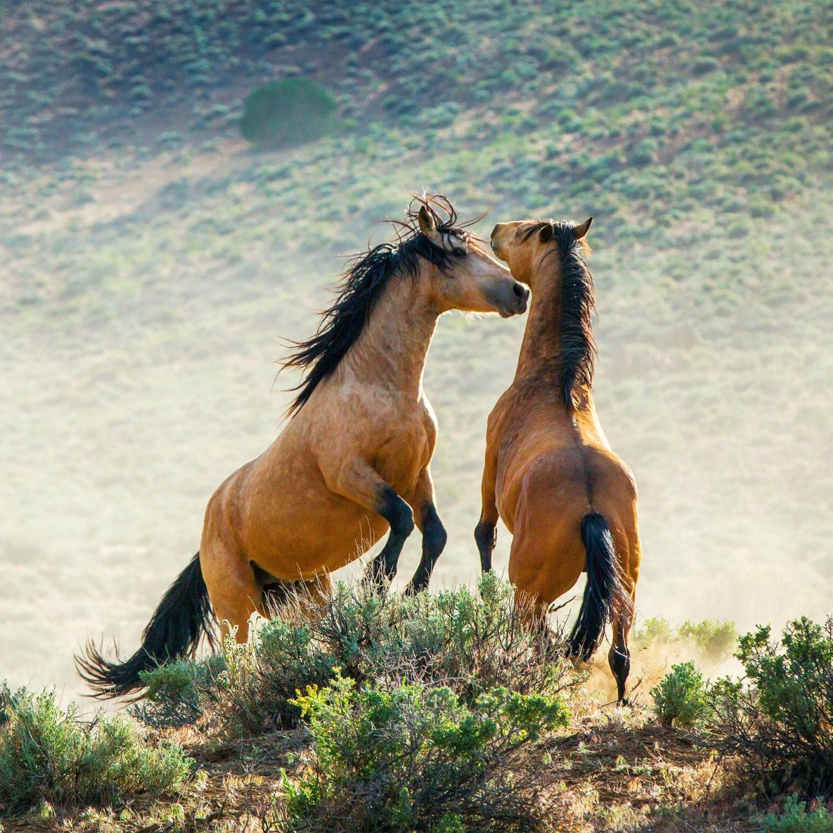Дикие лошади Андалусии