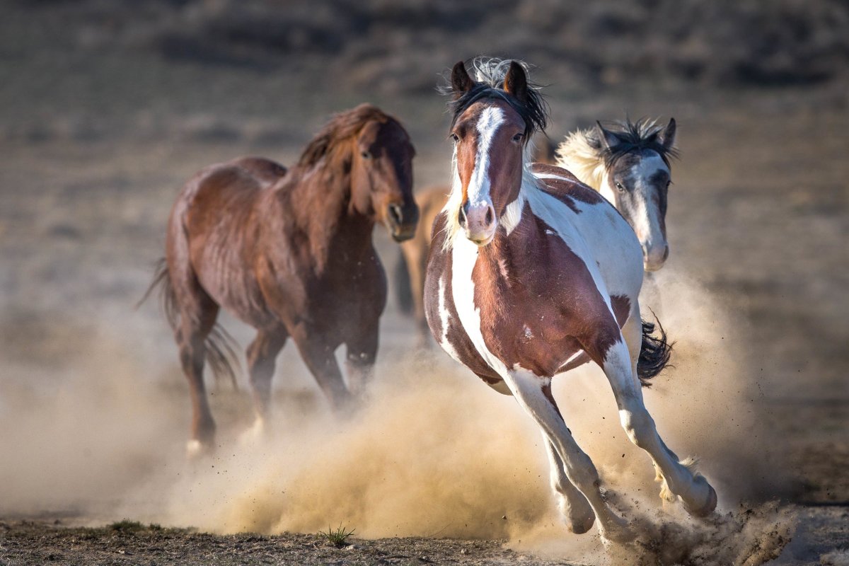 Мустанг лошадь