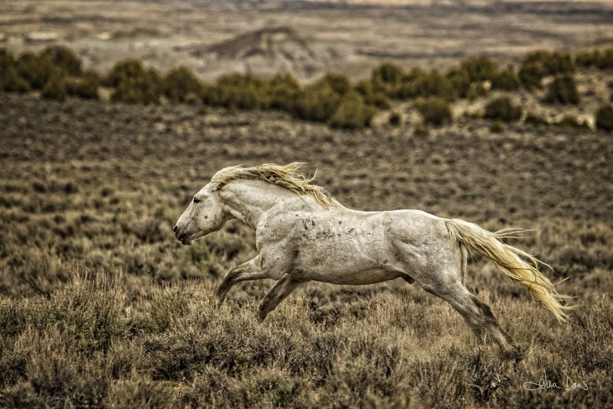 Дикие Мустанги Дикие лошади