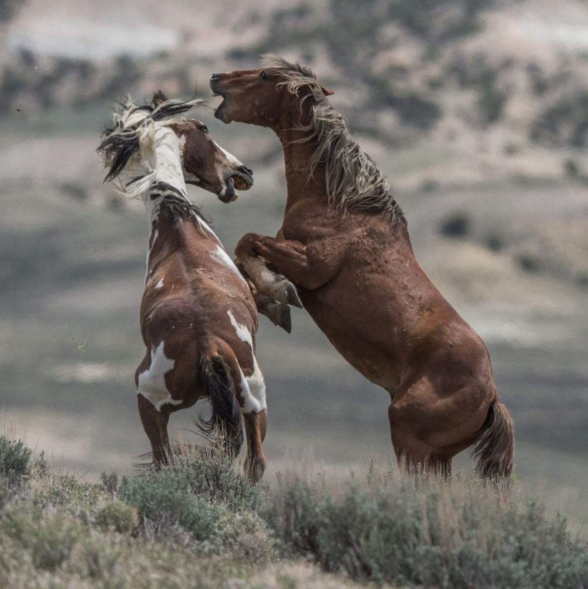 Дикие лошади Мустанги в дикой природе