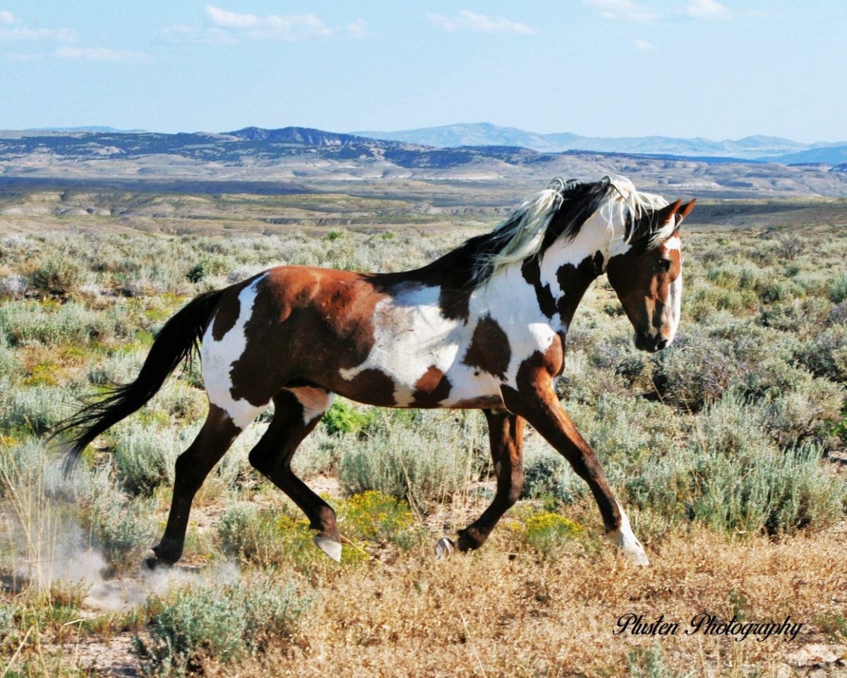 Мустанг Пинто