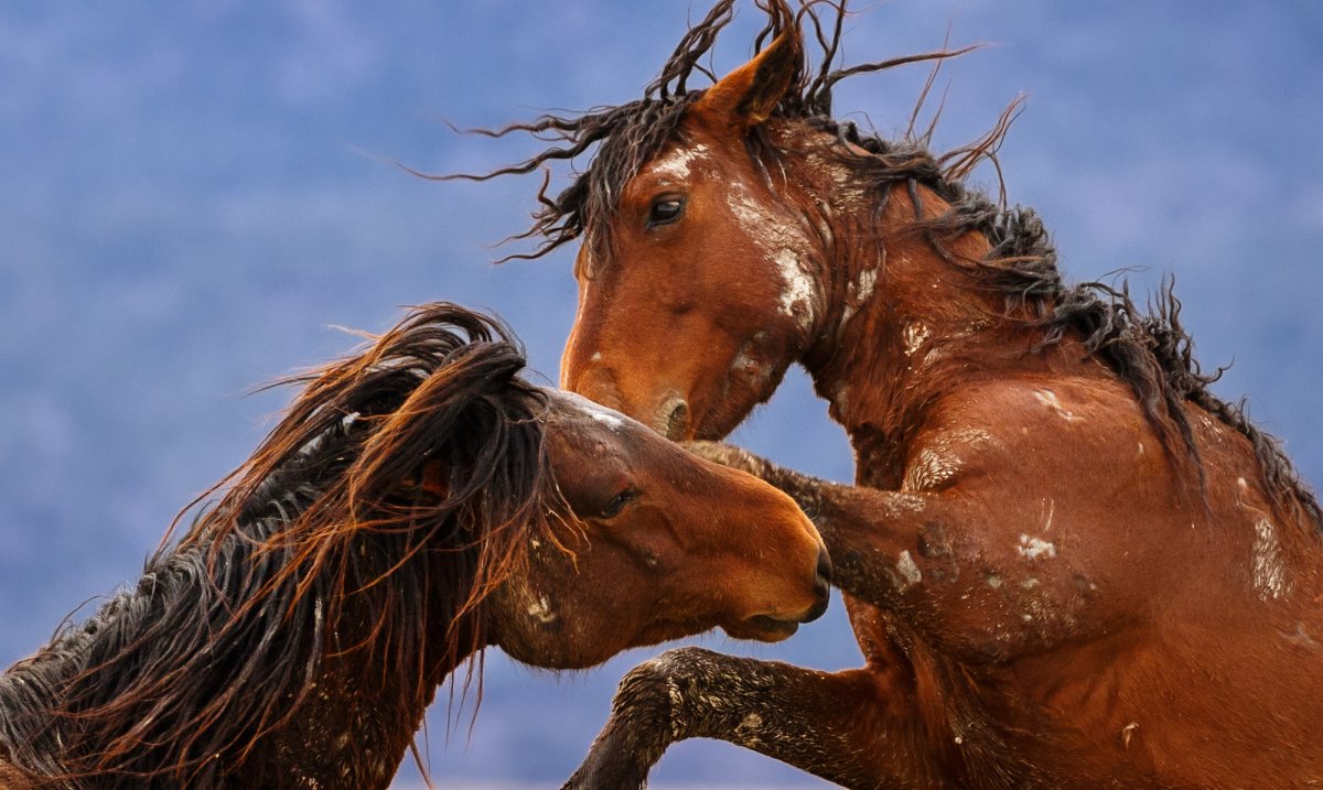 Мустанг и лошадь сравнение
