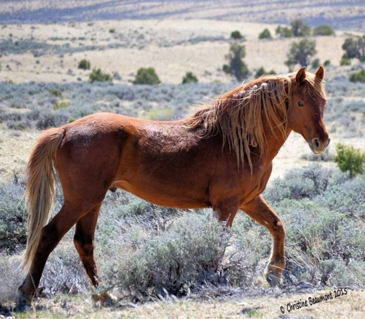 Австралийские Мустанги