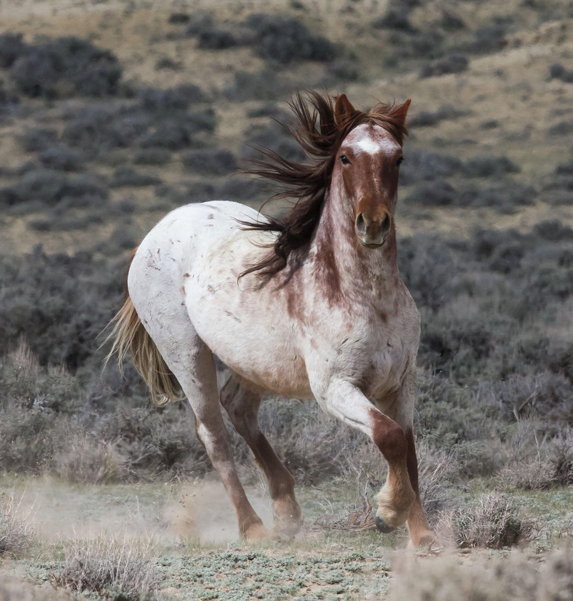 Крапчатый Мустанг