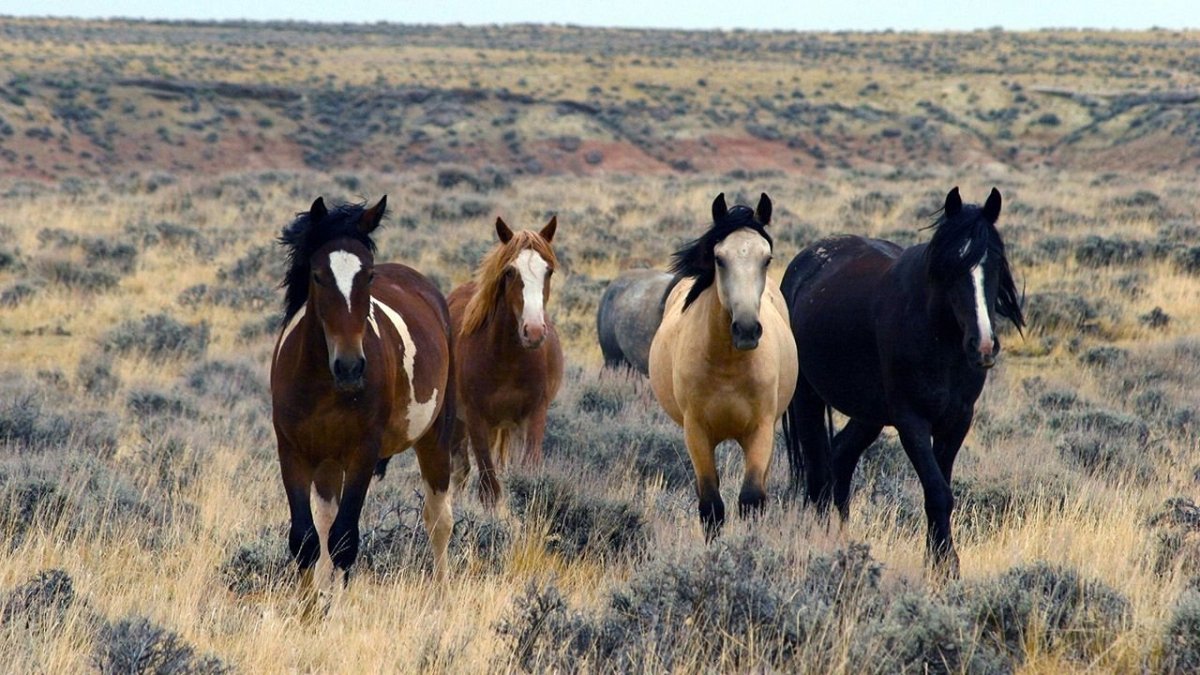 Дикие Мустанги Дикие лошади