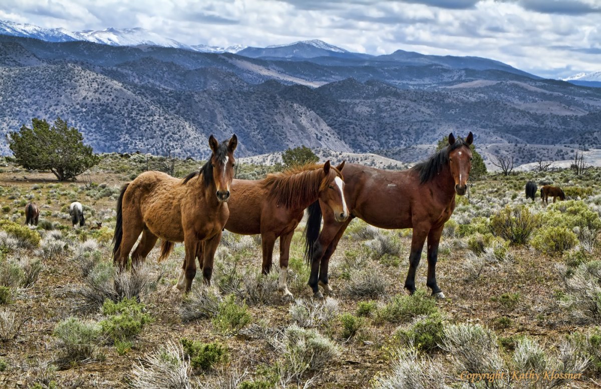 Мустанг Дикая лошадь пампасов