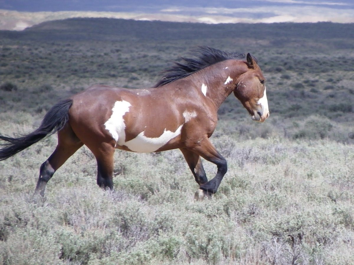 Мустанг Пинто