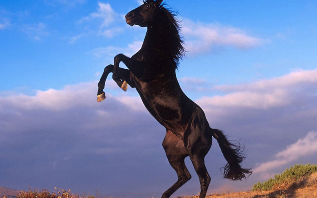 Вороной Мустанг иноходец