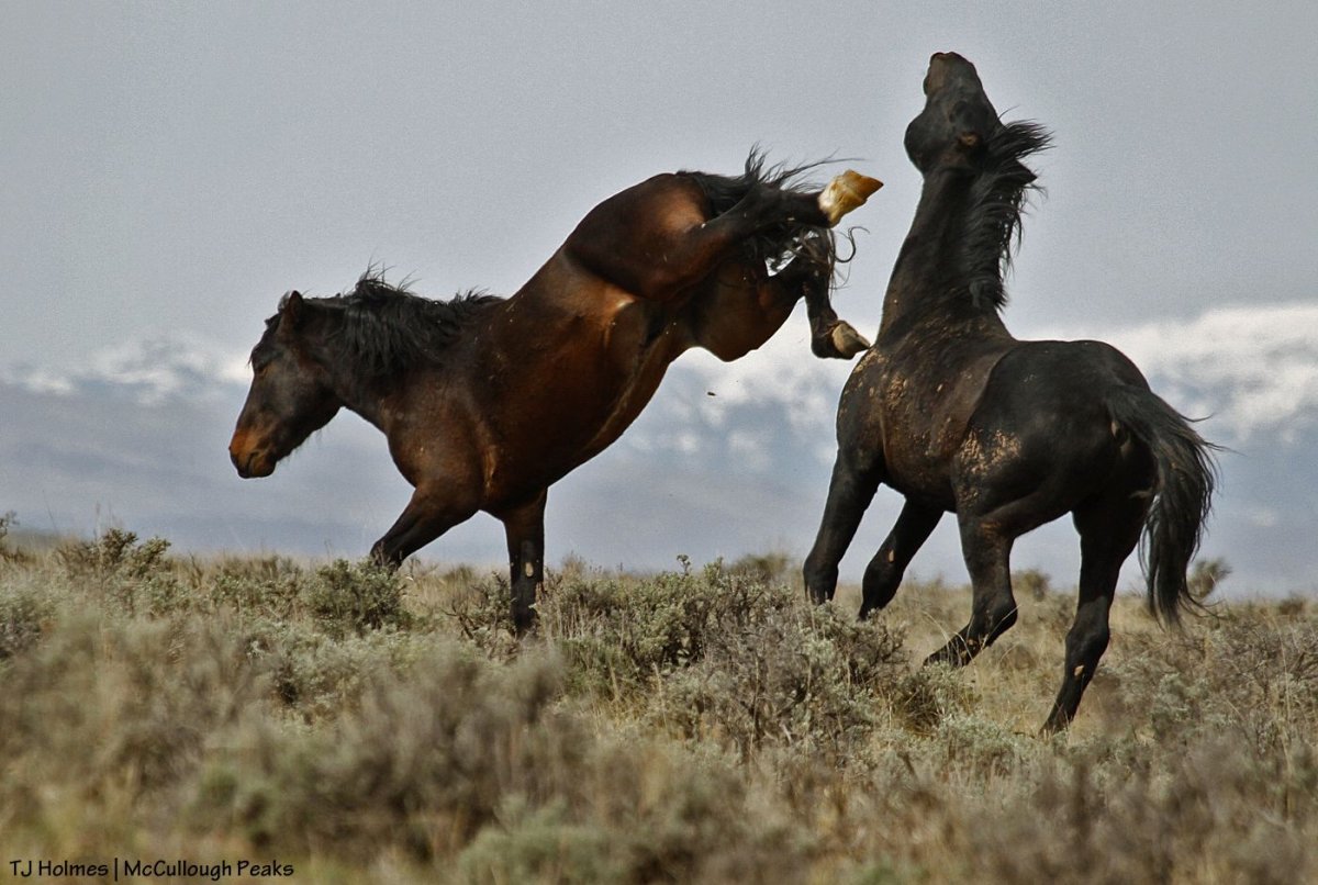 Мустанги лошади в дикой природе