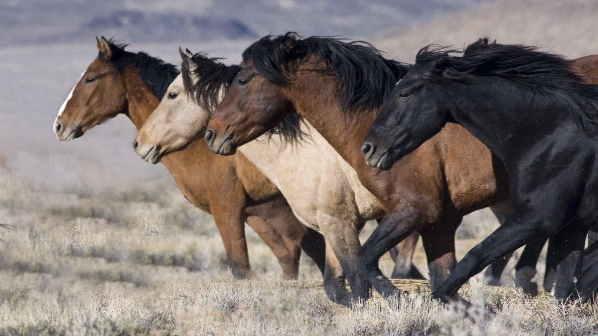 Дикий Мустанг на рабочий стол