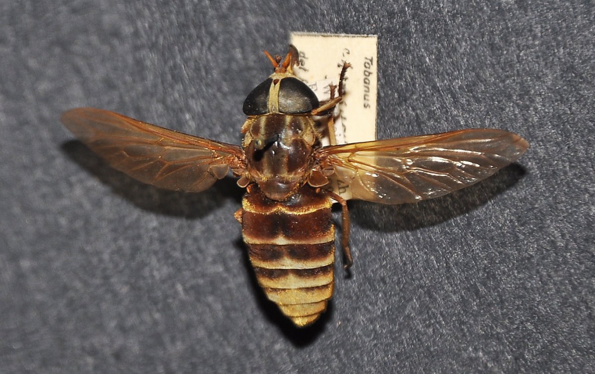 Слепень Tabanus