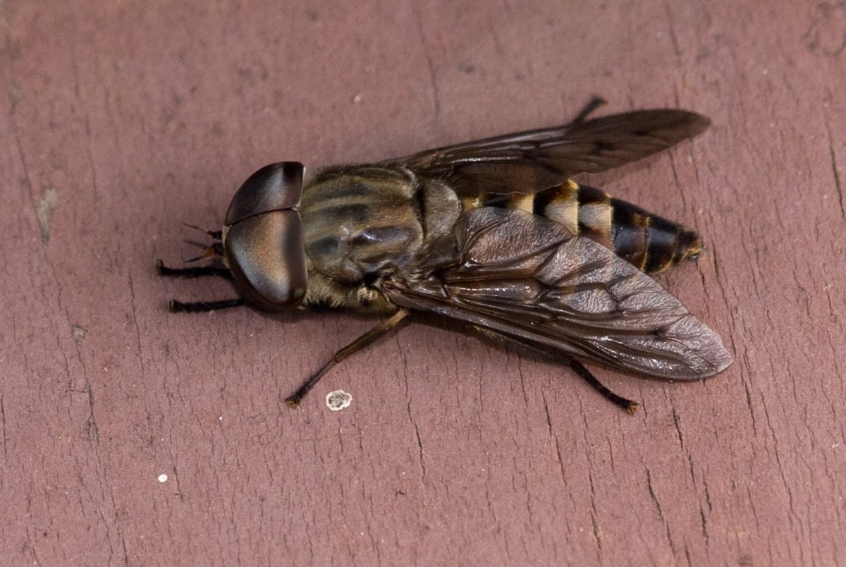 Слепень златоглазик Лесной