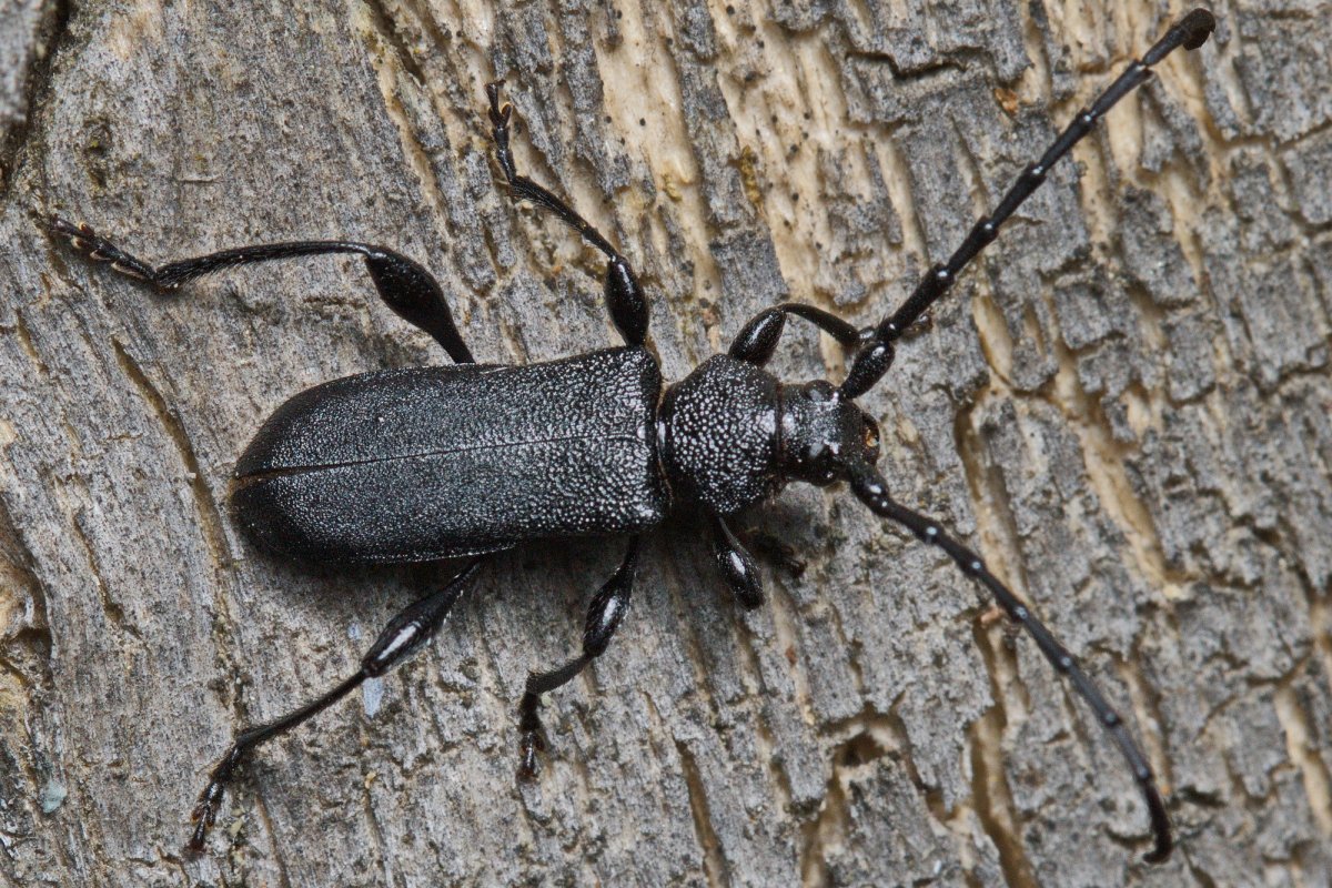 Усач-кожевенник (дровосек-Кожевник) Prionus coriarius