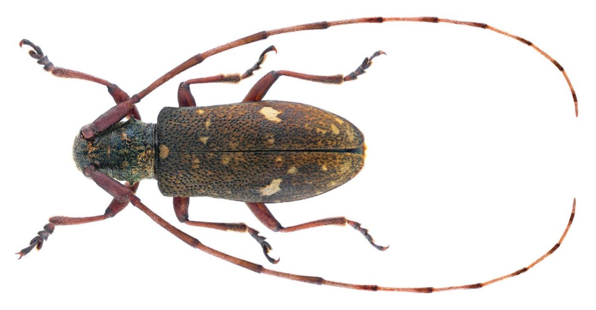 Cyniclomyces guttulatus