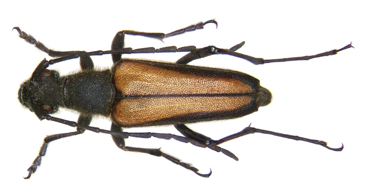 Жук усач Anastrangalia