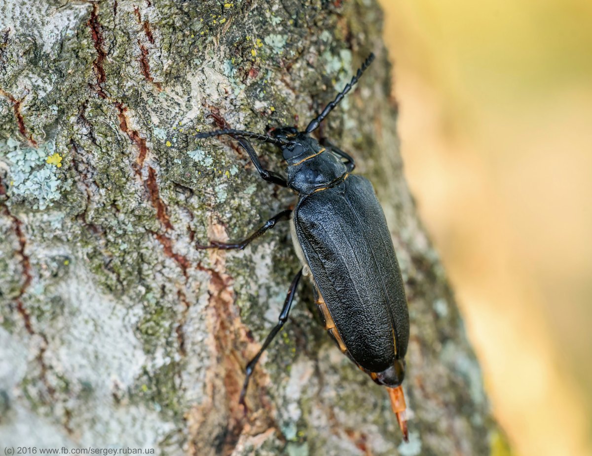 Prionus coriarius Жук