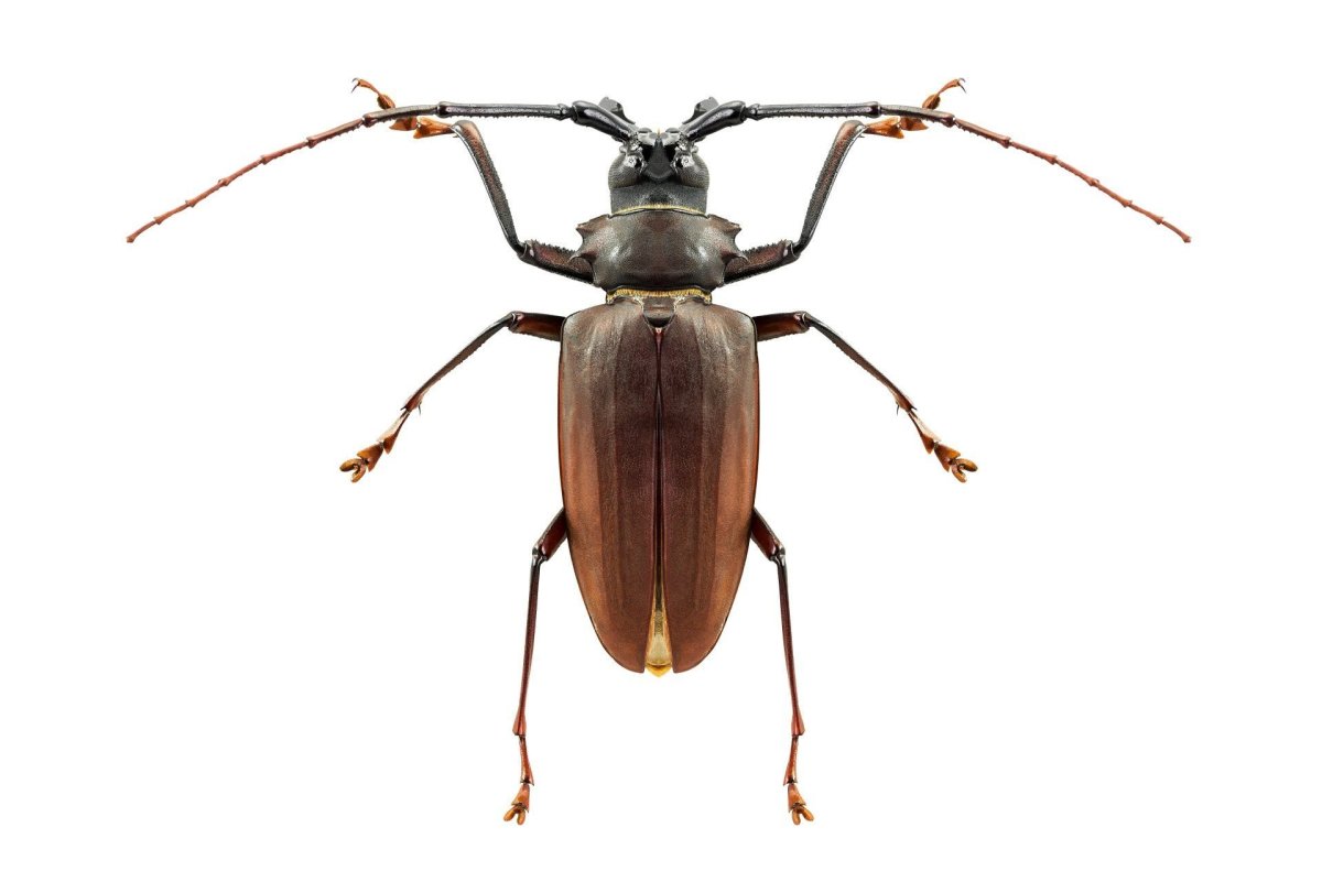 Жук усач на прозрачном фоне