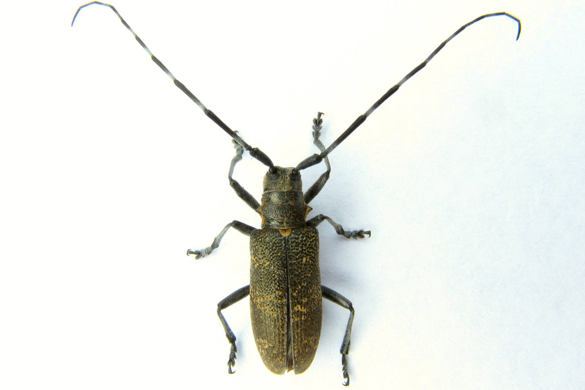 Жук короед усач самка