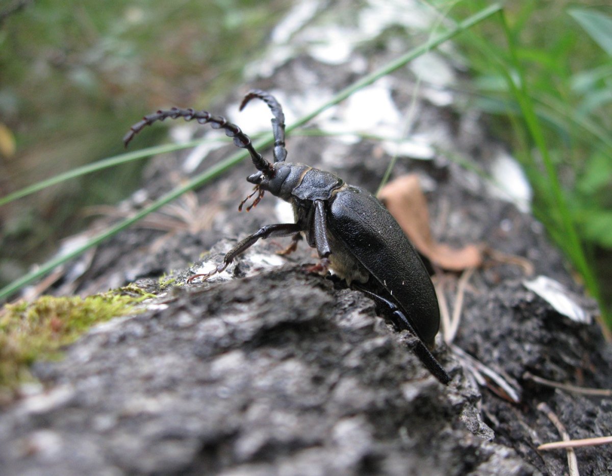 Жук усач Дубильщик