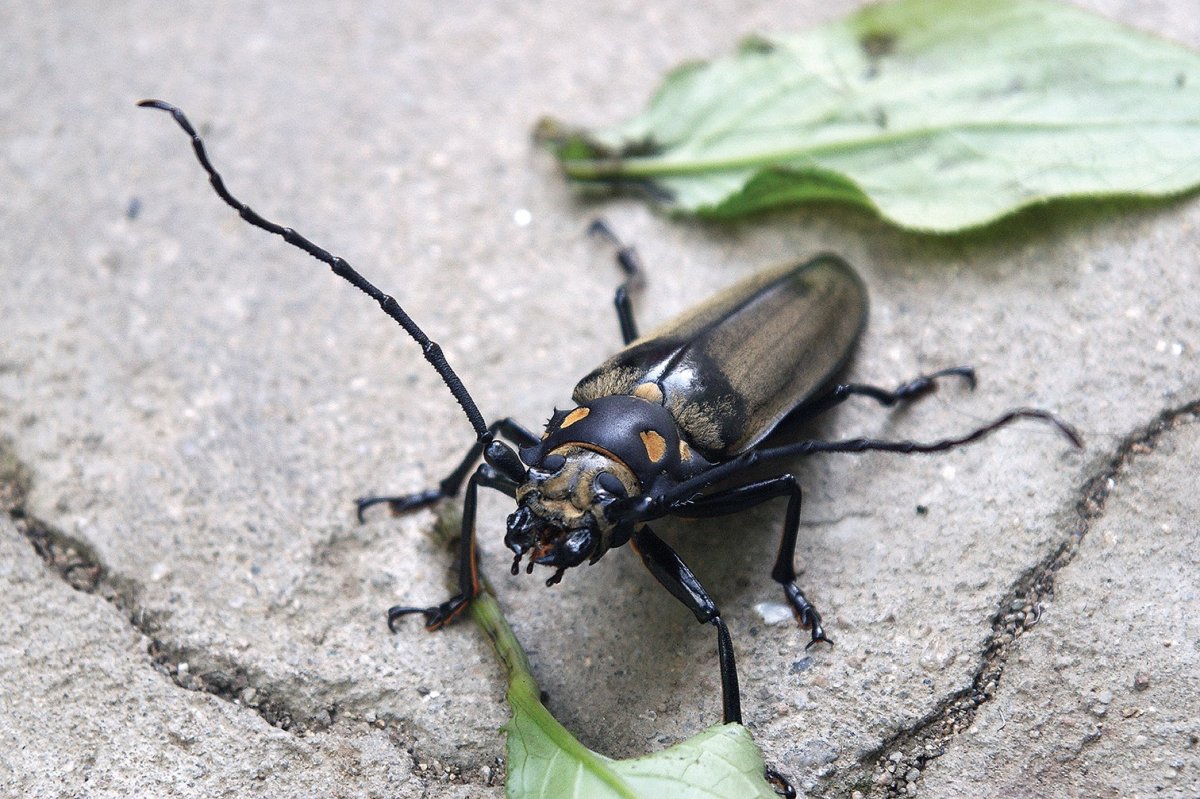 Жук усач каллипогон