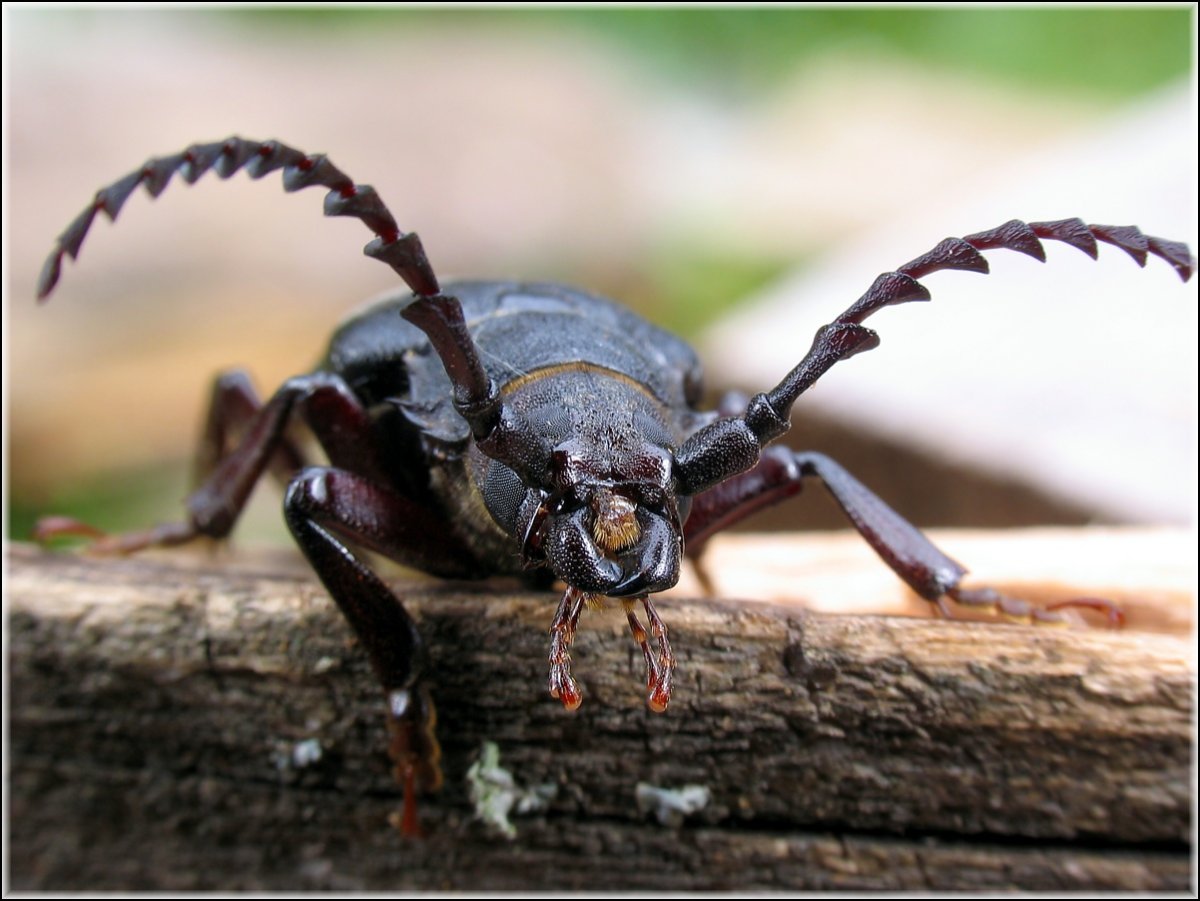 Жук дровосек Кожевник