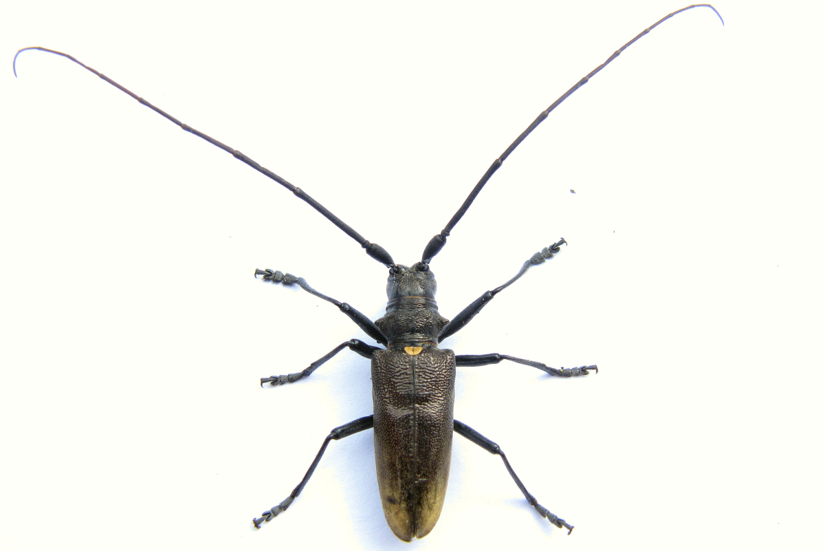 Жук усач самка