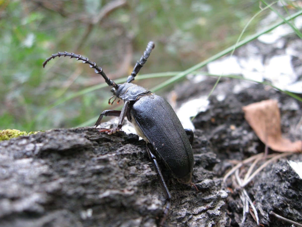 Усач-кожевенник (дровосек-Кожевник) Prionus coriarius