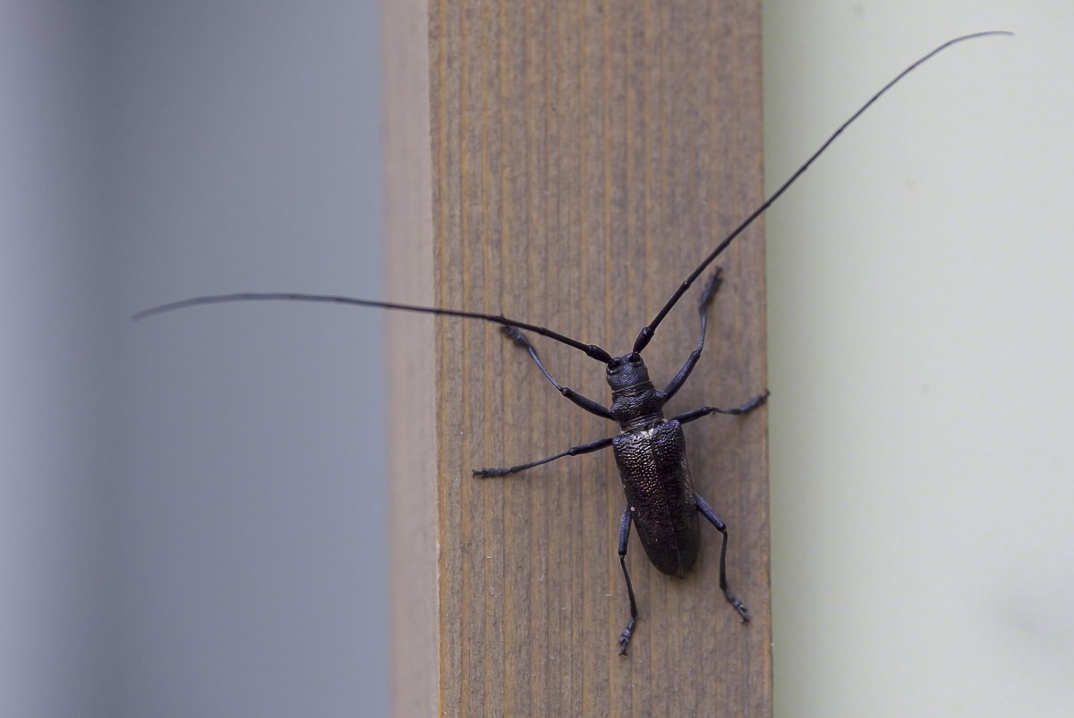 Китайский Жук-усач Moechotypa diphysis