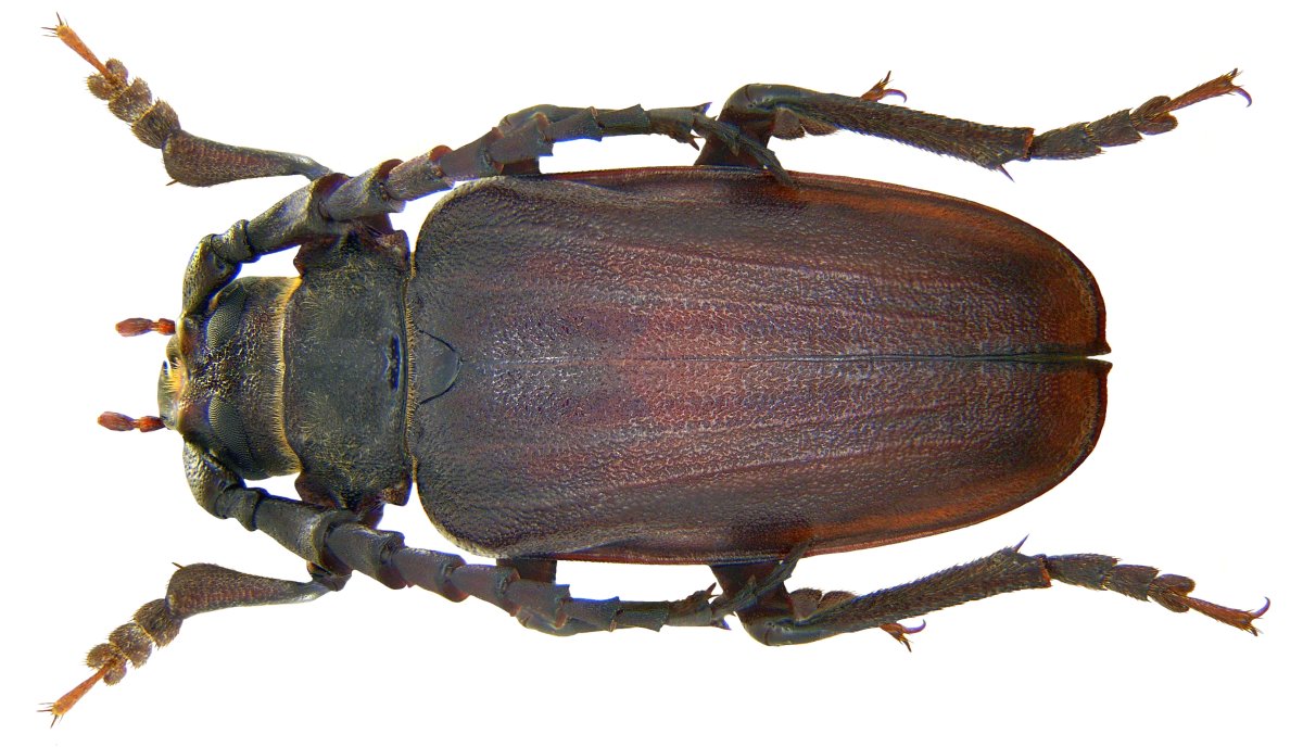 Усач-кожевенник (дровосек-Кожевник) Prionus coriarius