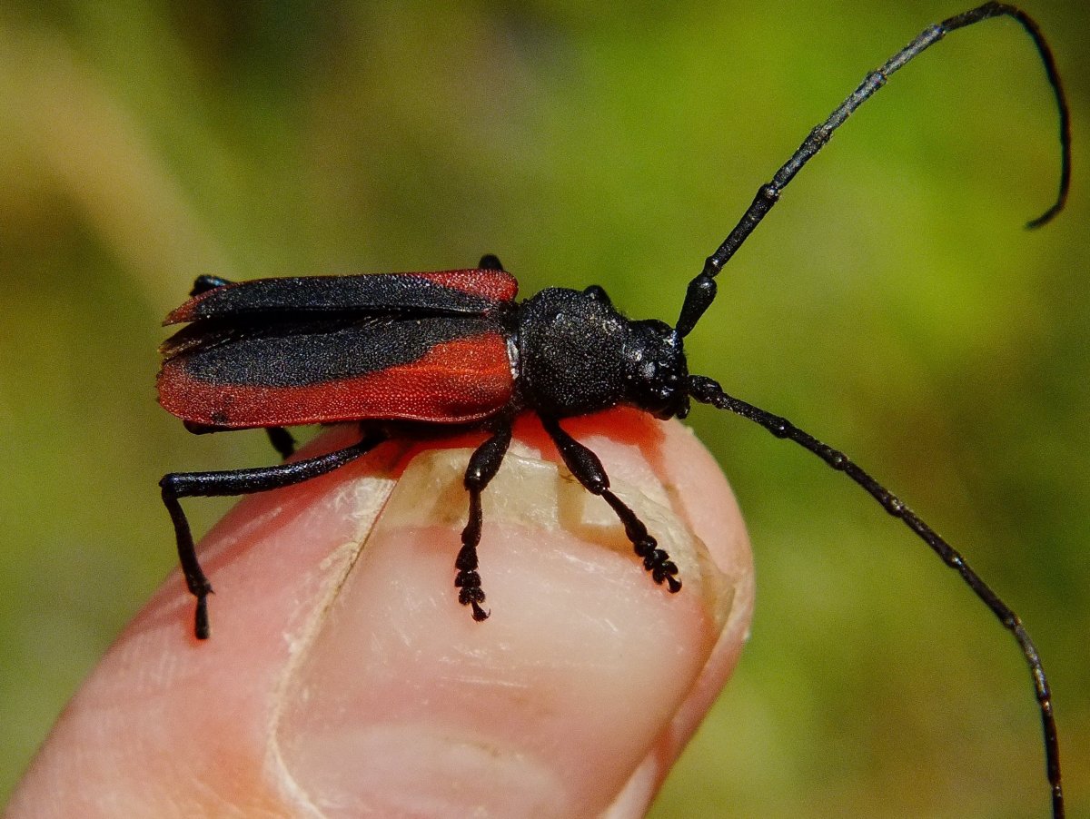 Жук чёрный Сосновый усач